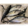 New Landing Frozen Orient Bonito Tuna Striped Bonito
